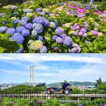 Menyusuri Hamparan 900.000 Bunga Hydrangea, Festival Hydrangea Jangsaengpo Kelima di Ulsan Hadirkan Whale Kart sebagai Wahana Baru